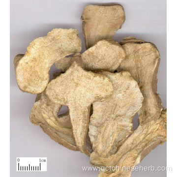 Top Quality Macrocephalae Rhizoma